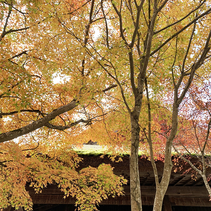 大原の紅葉は美しい