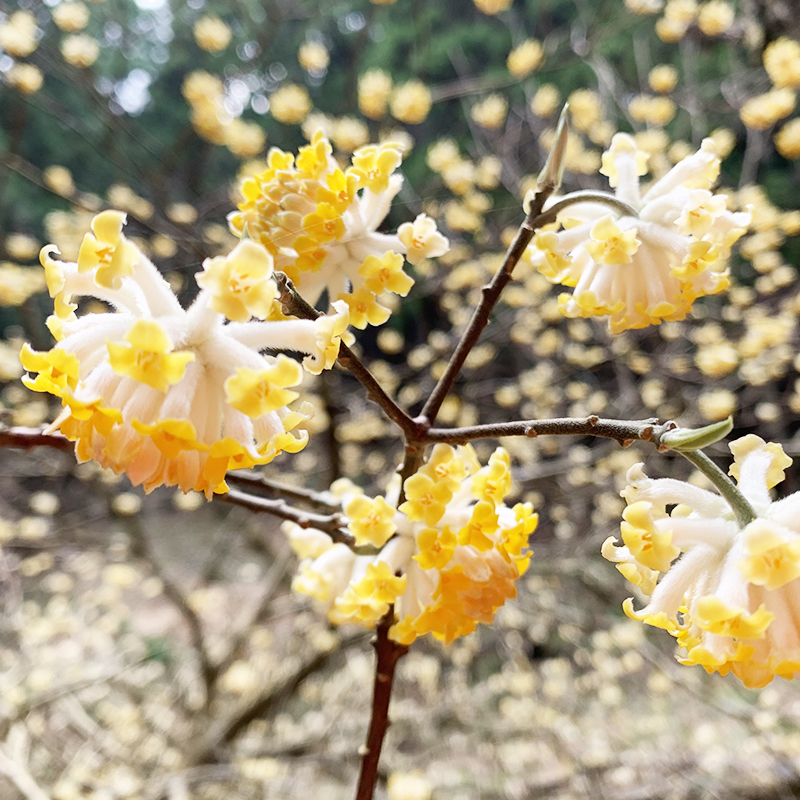 ミツマタの森